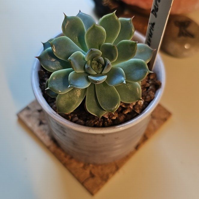 Photo of the plant species Echeveria 'Deranosa' by @LaurieJean named Naomi on Greg, the plant care app