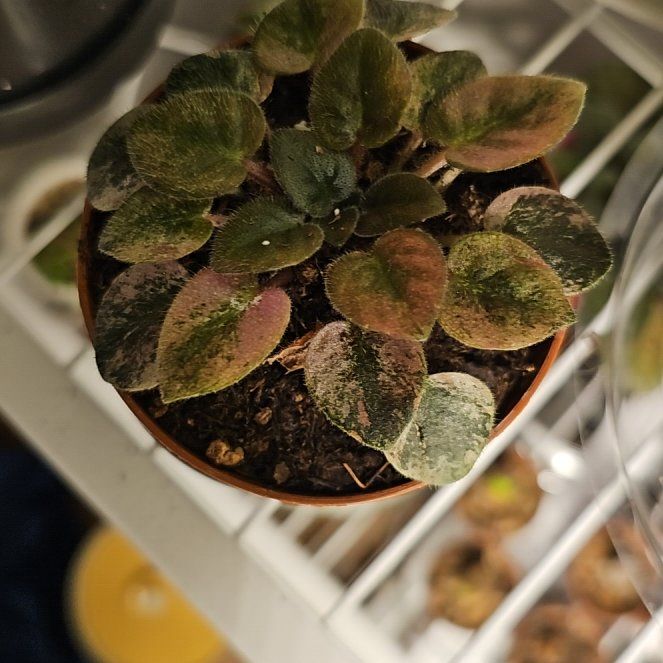 Photo of the plant species Variegated African Violet by @LaurieJean named Madonna on Greg, the plant care app