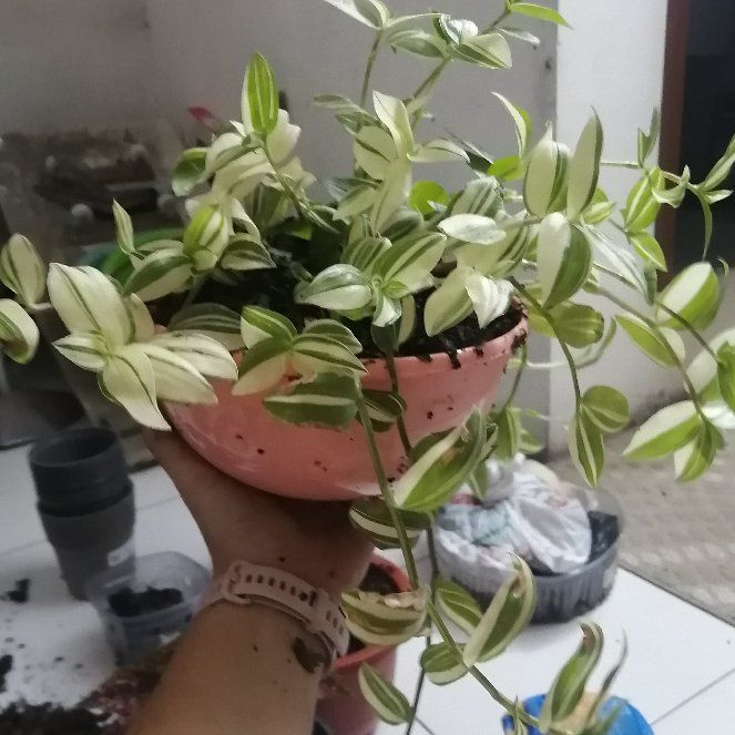 Photo of the plant species Tricolor Rainbow Tradescantia by @WhizPeyote named Bella on Greg, the plant care app