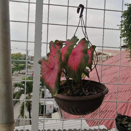 Photo of the plant species Florida Red Ruffle Caladium by @WhizPeyote named Girlfrond on Greg, the plant care app