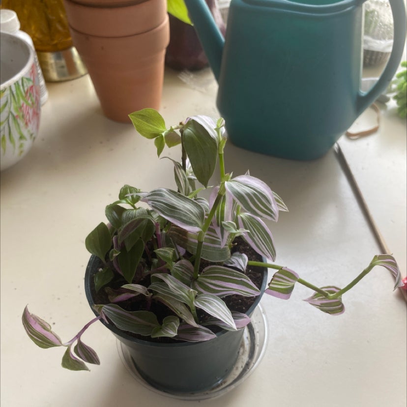 Photo of the plant species Tradescantia Lavender by @MommiesCoffee named Lola on Greg, the plant care app