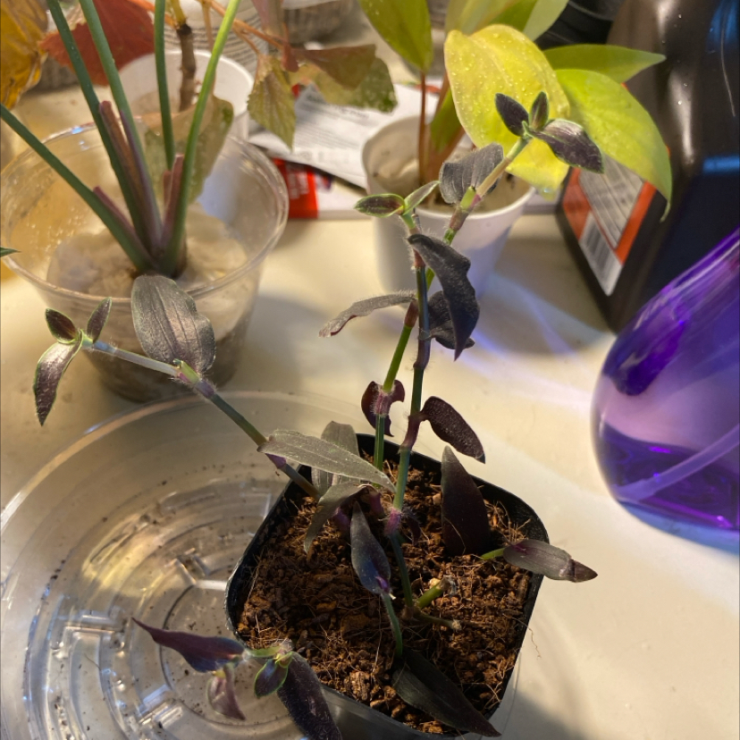 Photo of the plant species Tradescantia 'Jose Puig' by @MommiesCoffee named Jose on Greg, the plant care app