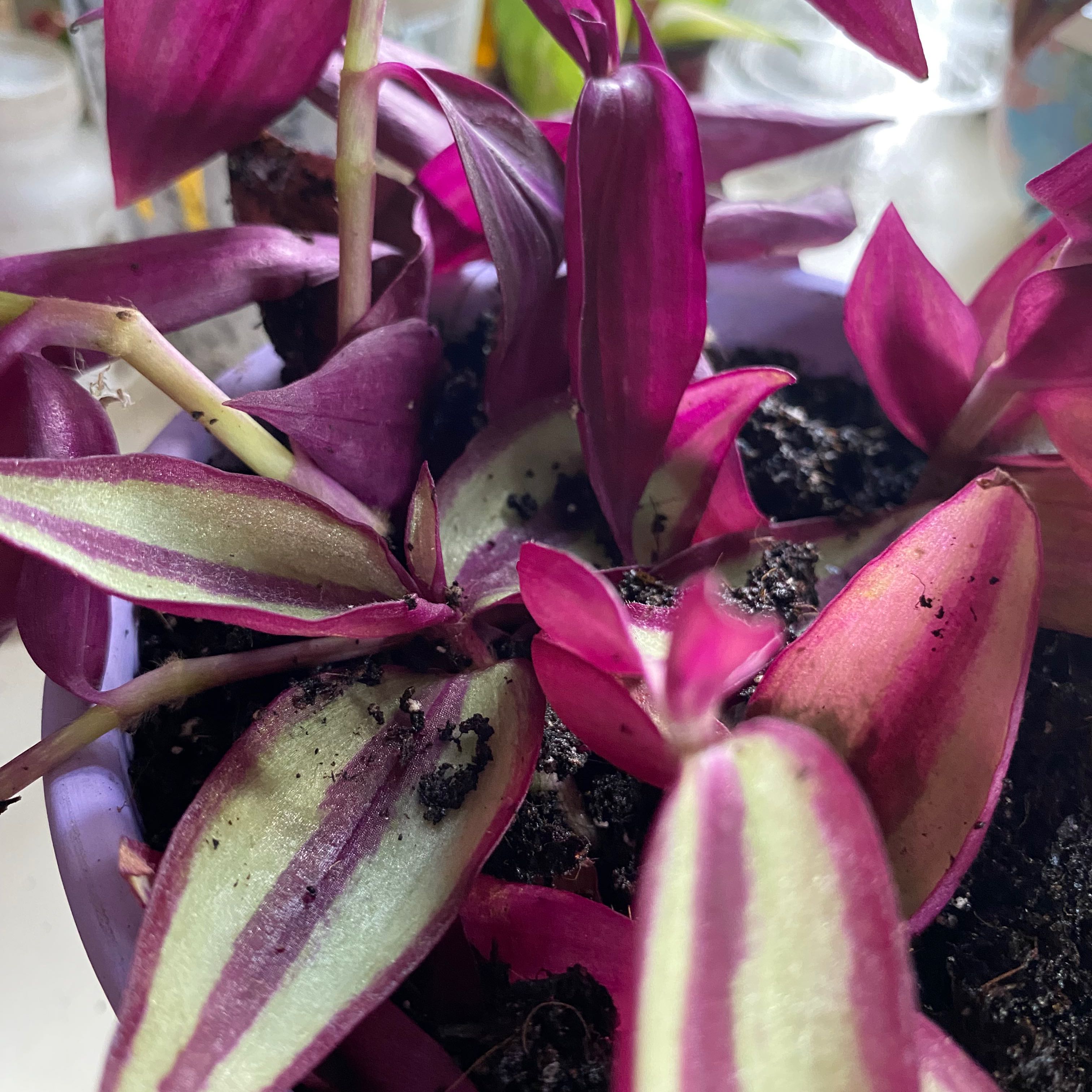 Tradescantia Quadricolor plant in a pot with vibrant purple and green leaves.