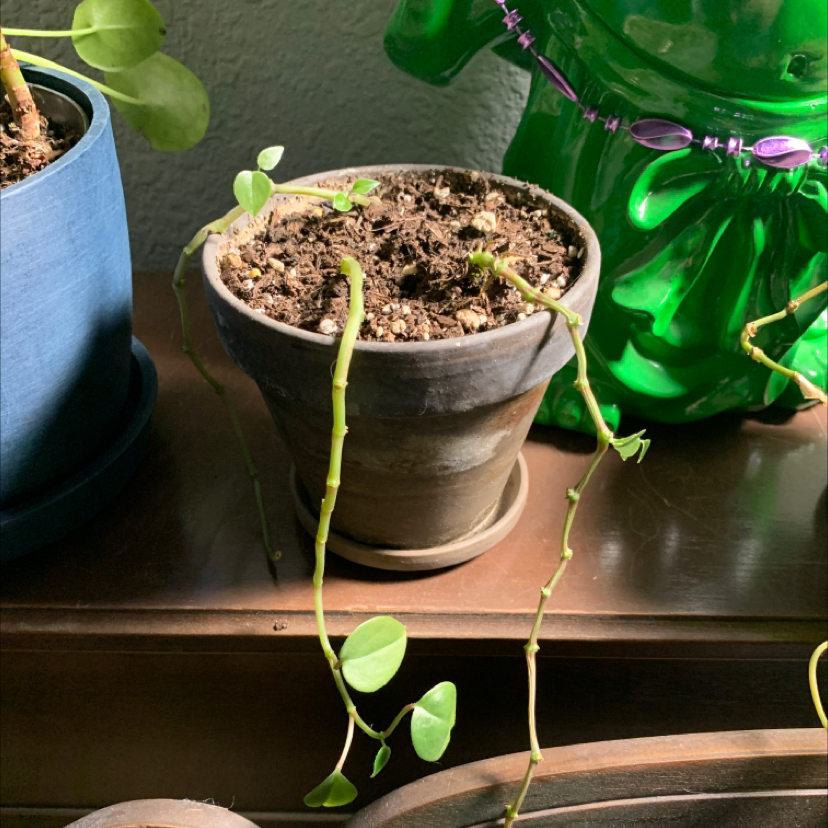 Photo of the plant species Peperomia Piper by @UberSandwort named Eva on Greg, the plant care app