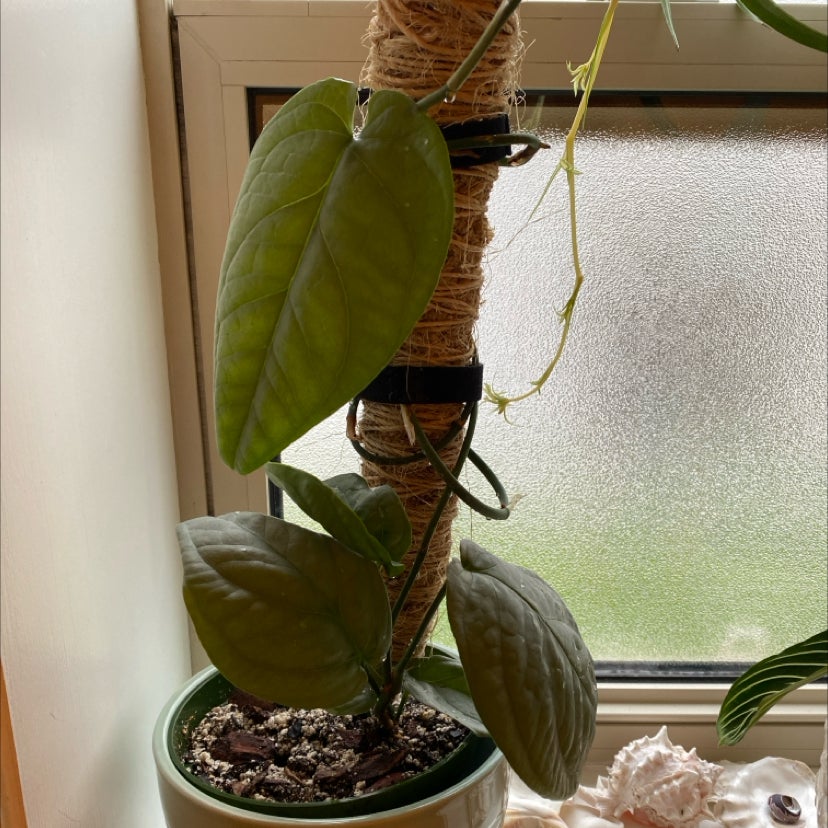 Amydrium 'Spider Man' plant climbing a support structure in a pot by a window.