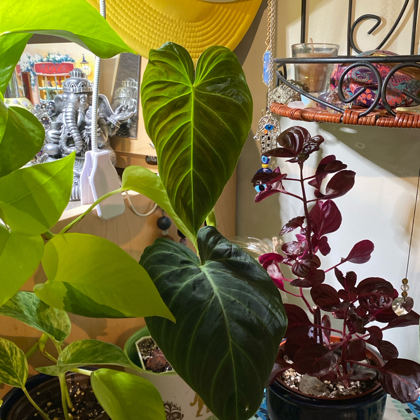 Philodendron Splendid plant with large green leaves, well-framed and in focus.