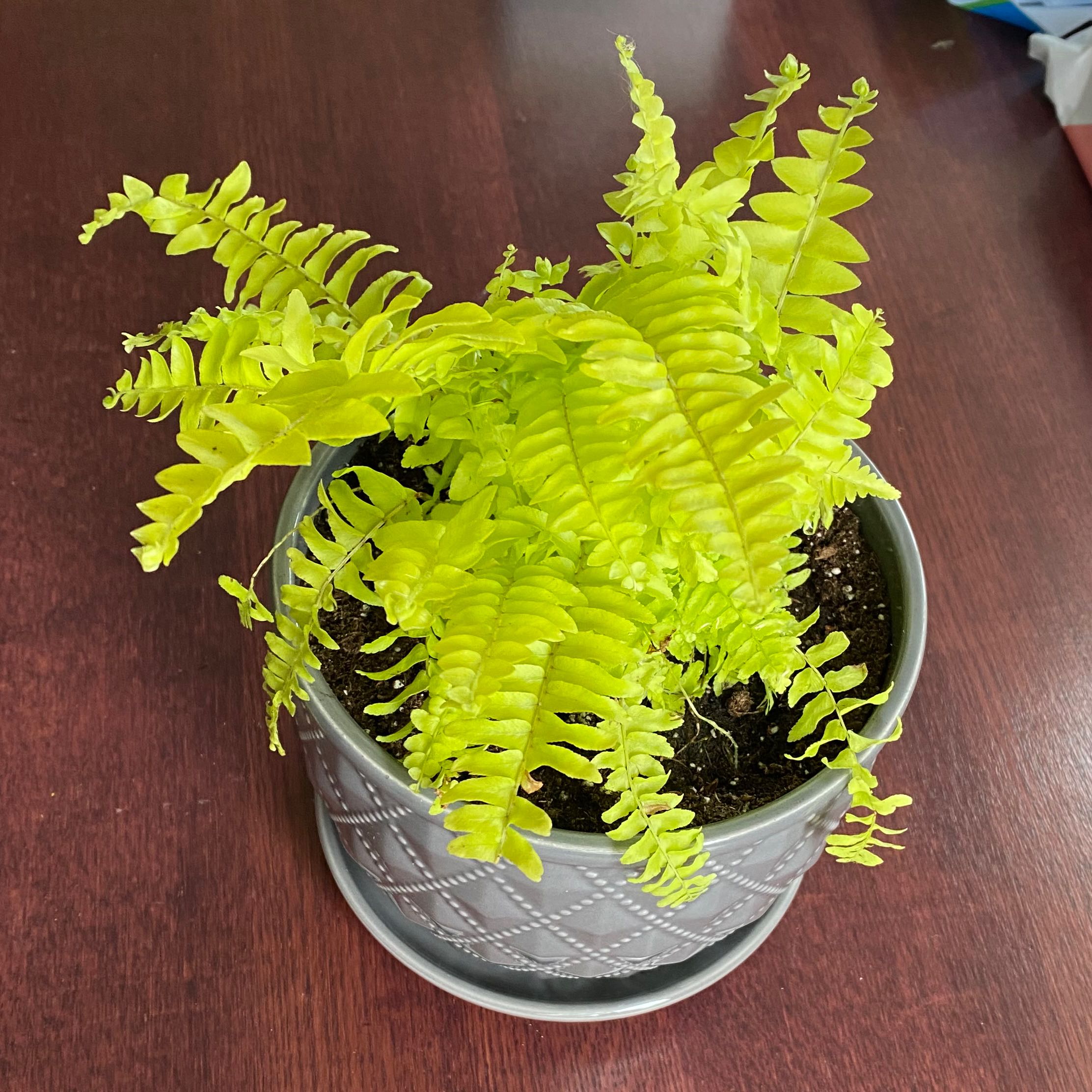 Plant care for Hartford Fern on Greg, the plant care app