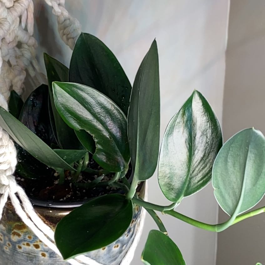 Scindapsus treubii 'Dark Form' plant with healthy, dark green leaves in a decorative pot.