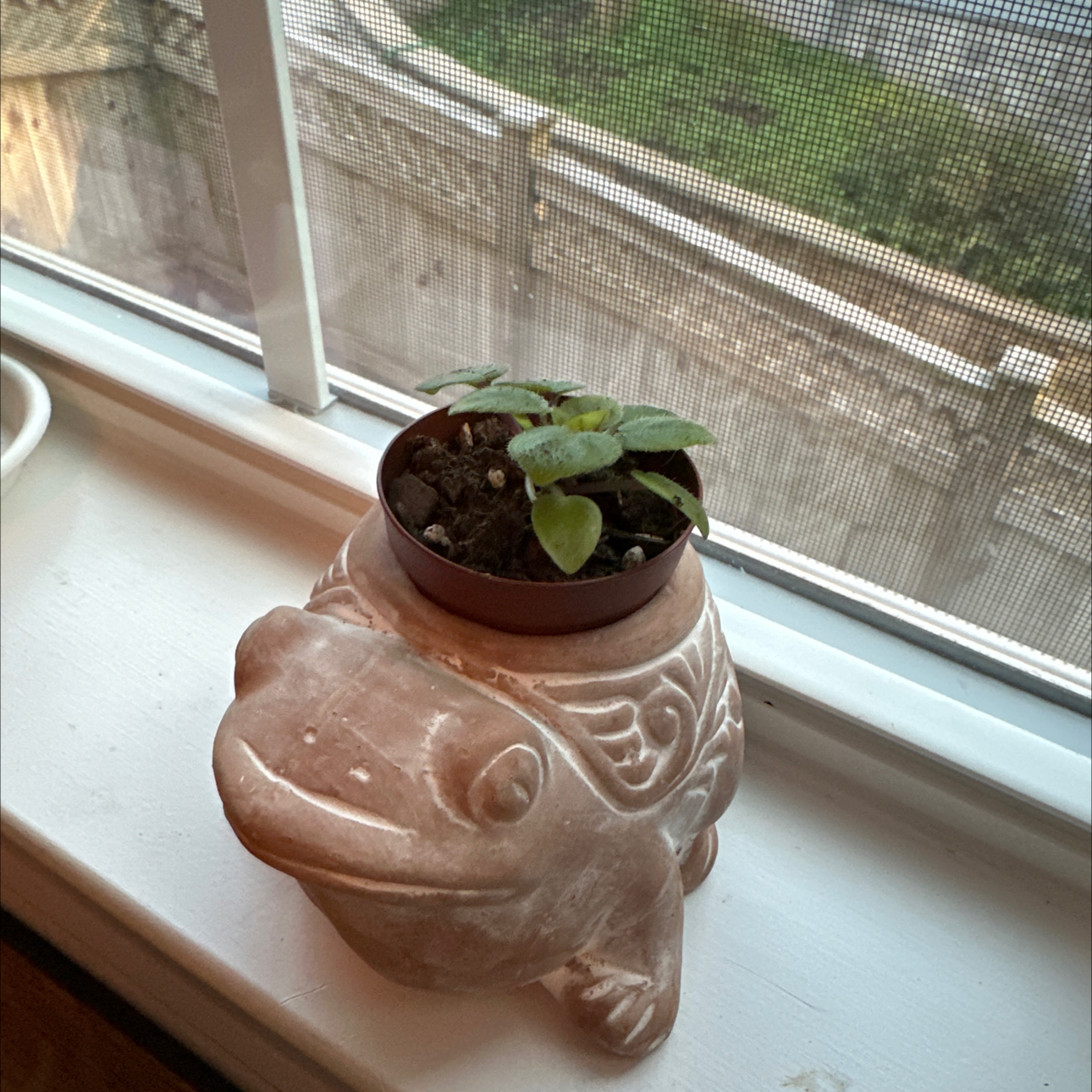 Photo of the plant species Trailing African Violet by @ActiveWaxvine named Vicky on Greg, the plant care app