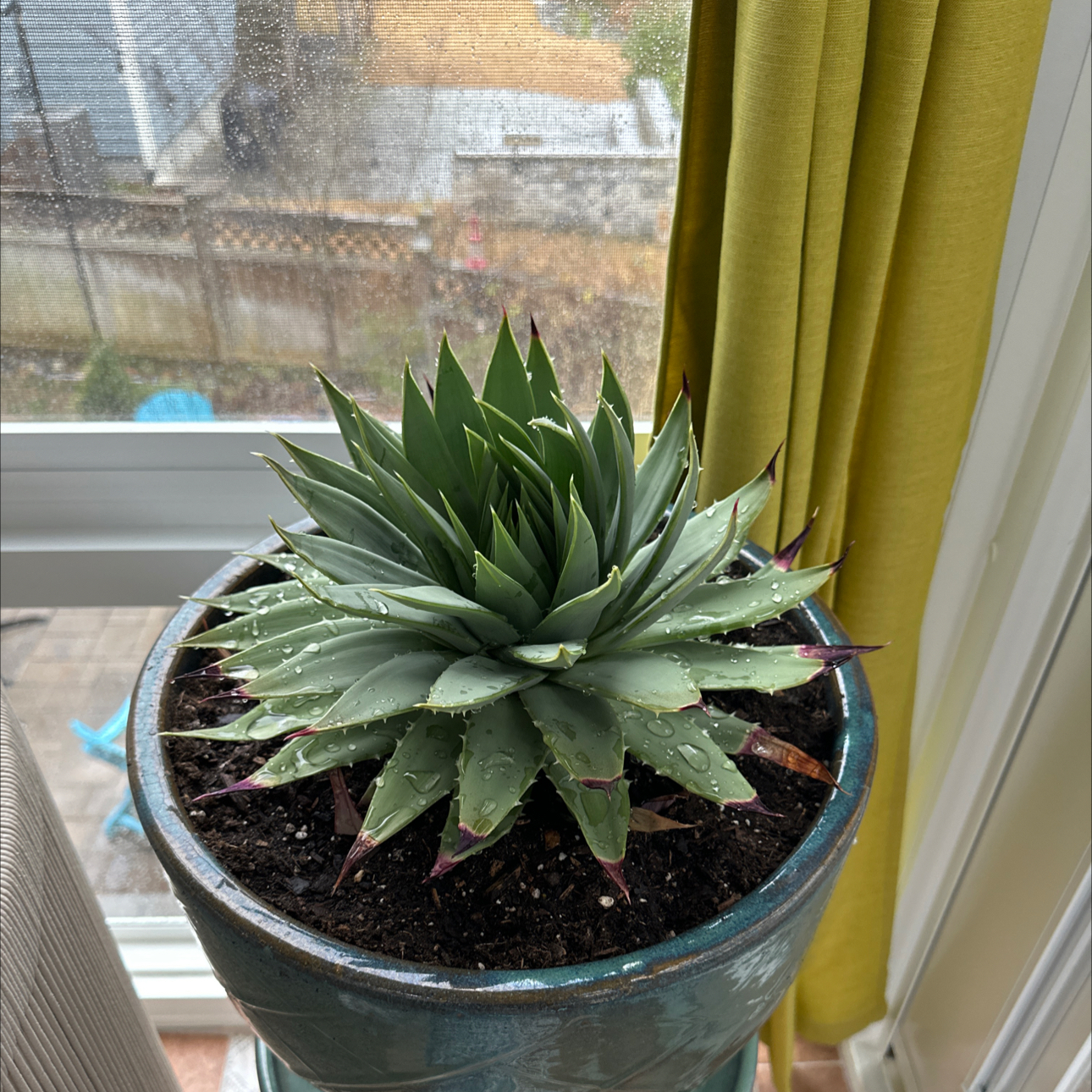 Photo of the plant species Aloe Polyphylla by @ActiveWaxvine named Osmo on Greg, the plant care app