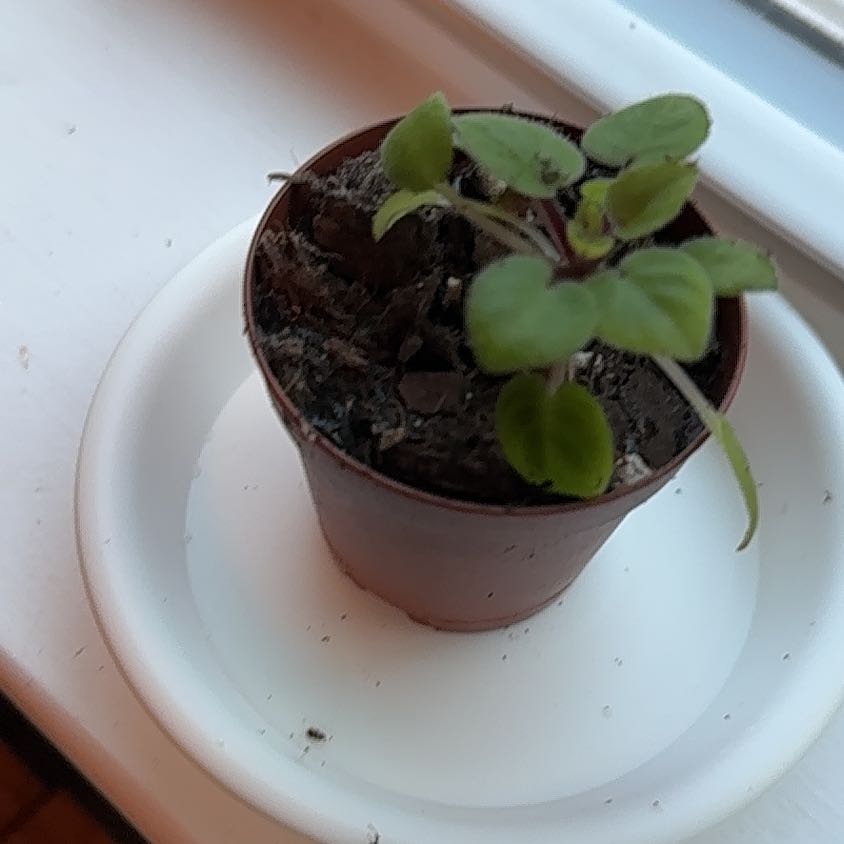 Photo of the plant species Trailing African Violet by @ActiveWaxvine named Velma on Greg, the plant care app