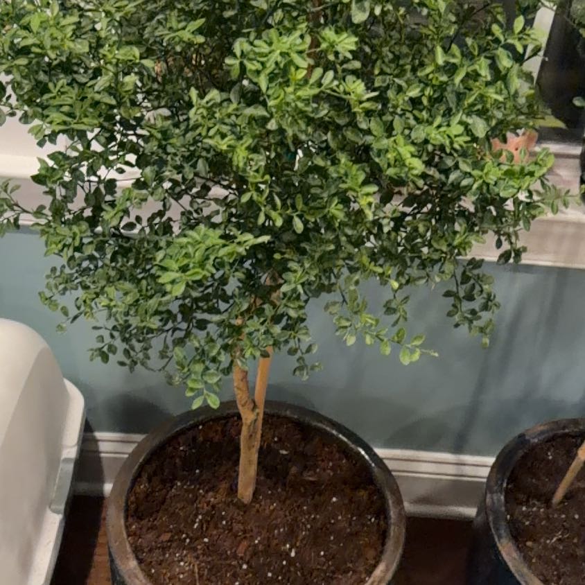 Photo of the plant species Green Finger Lime by @ActiveWaxvine named Greer on Greg, the plant care app
