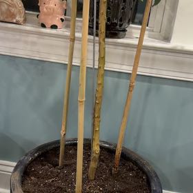 Photo of the plant species Red Finger Lime by @ActiveWaxvine named Ruby on Greg, the plant care app