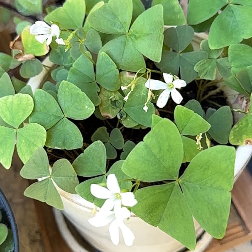 Broadleaf Woodsorrel plant with green, heart-shaped leaves and white flowers in a pot.