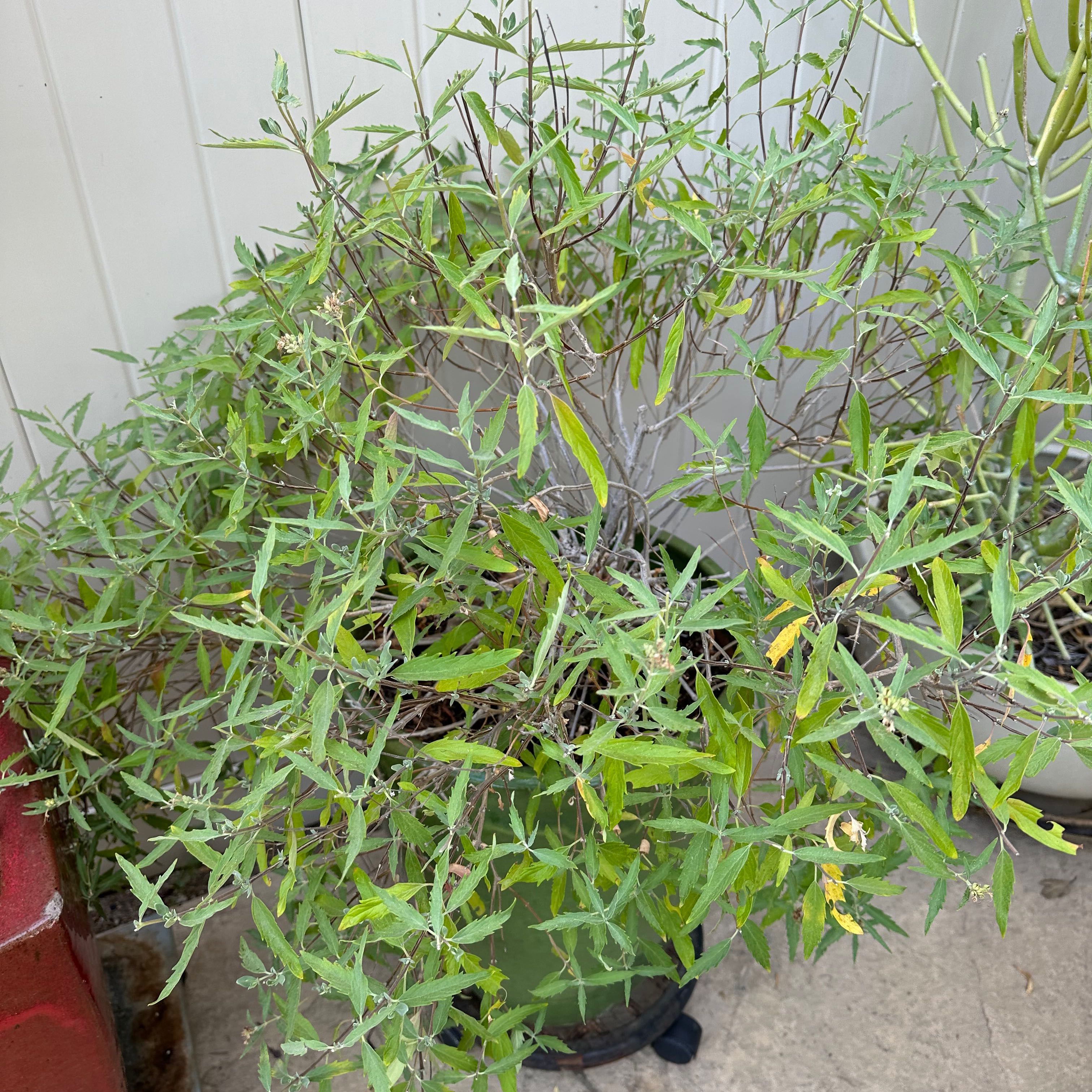 Photo of the plant species Longwood Blue Bluebeard by @FirstJavafern named Bigleef Smalls on Greg, the plant care app