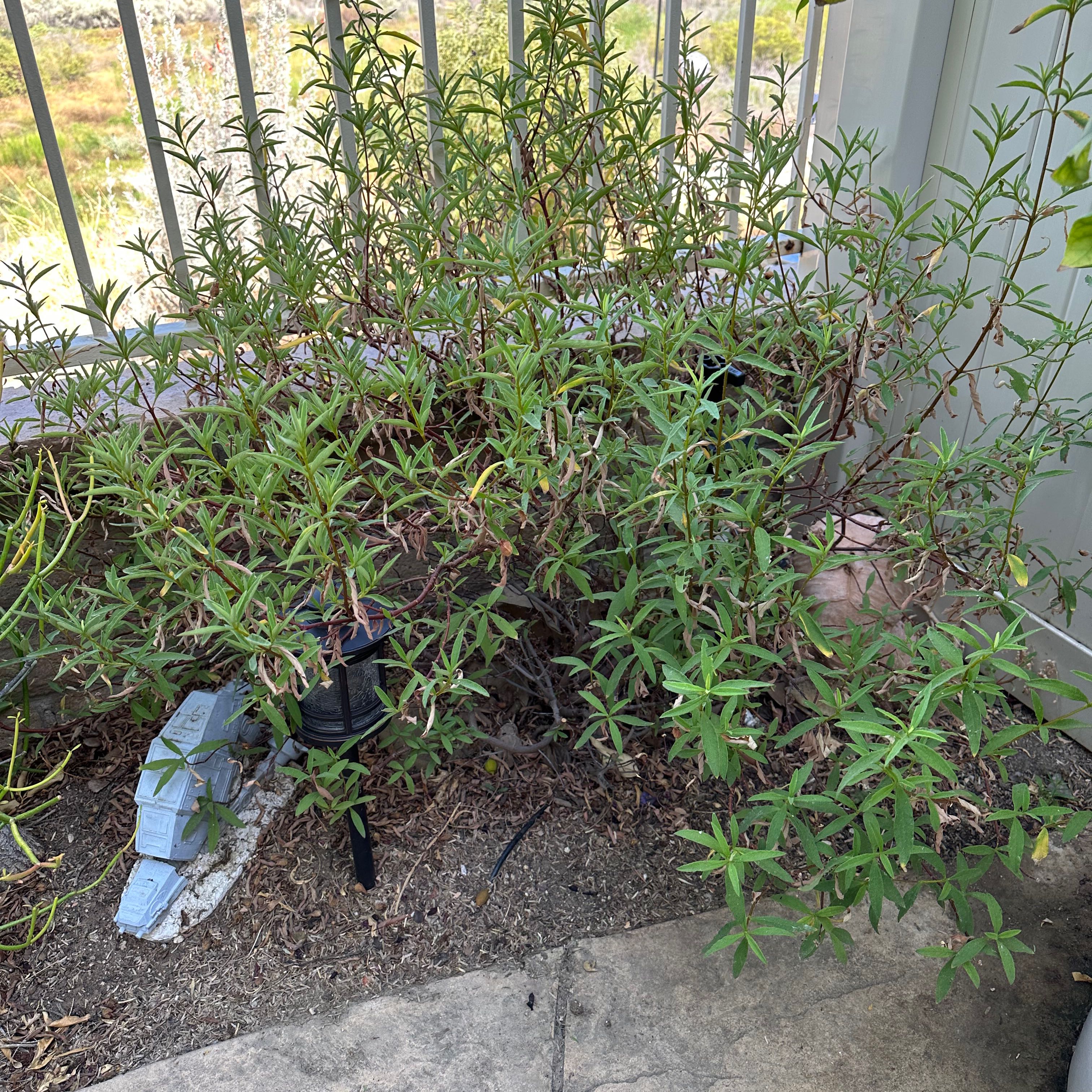 Photo of the plant species Pink Rockrose by @FirstJavafern named Austen on Greg, the plant care app