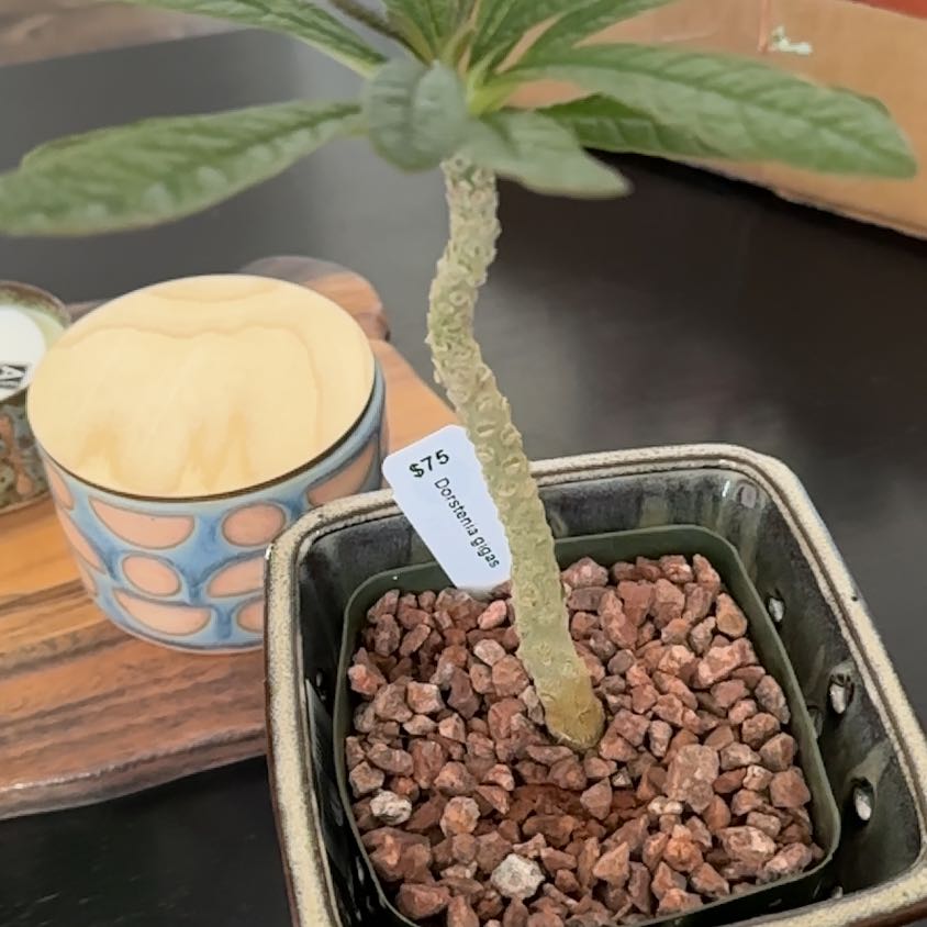 Photo of the plant species Dorstenia gigas by @FirstJavafern named Hemingway on Greg, the plant care app