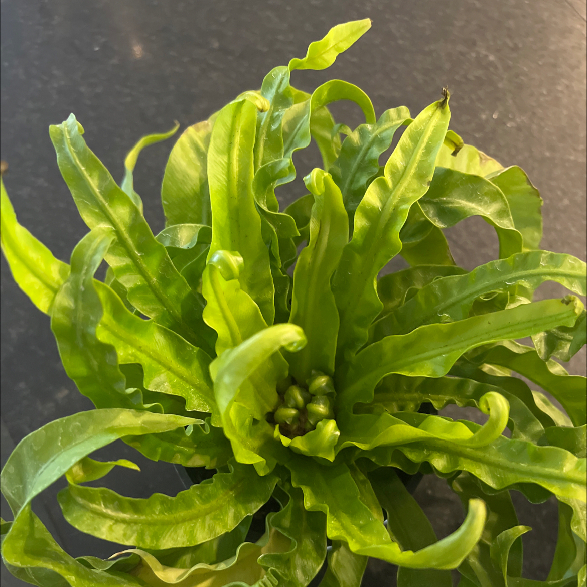 Hurricane Fern with vibrant green, wavy leaves, appearing healthy.