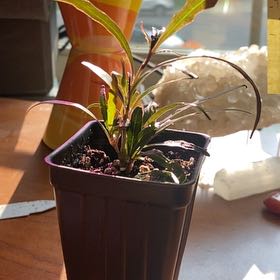 Photo of the plant species Twilight Orchid by @AnewFalsealoe named Fernie Mercury on Greg, the plant care app