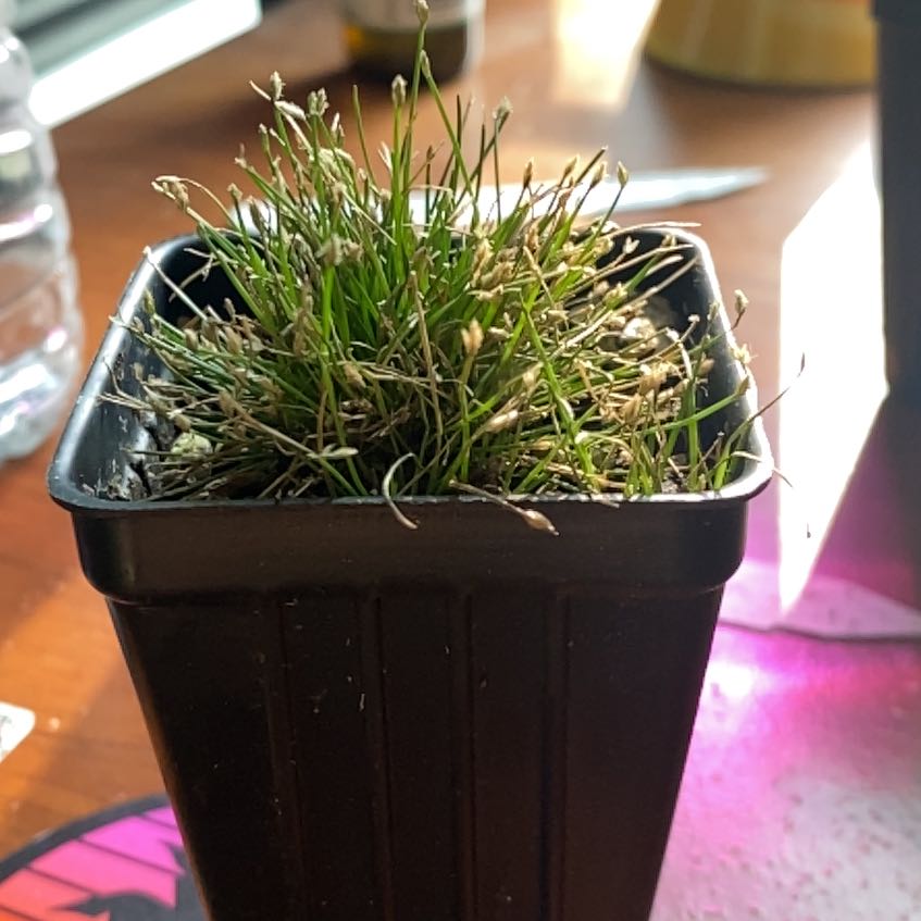 Photo of the plant species rooted spikerush by @AnewFalsealoe named Elle on Greg, the plant care app