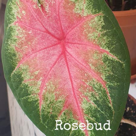 Photo of the plant species caladium rose bud by @DynamoLagunaria named Walt on Greg, the plant care app