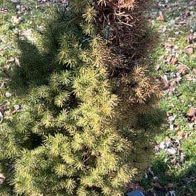Photo of the plant species American Common Juniper by @ZealfulRaspfern named Beyonce on Greg, the plant care app