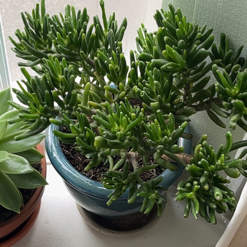 Photo of the plant species Trumpet by @ElegantLukiwan named Wall-E on Greg, the plant care app