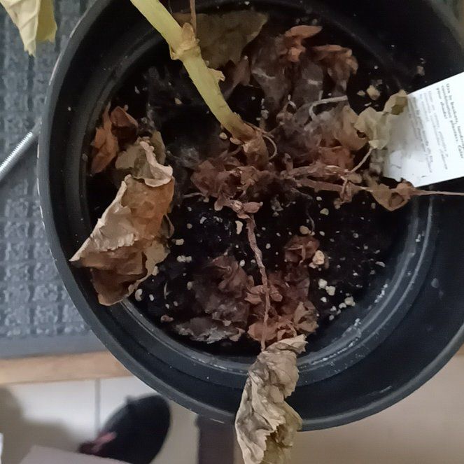 Photo of the plant species Amstel Carnival Begonia by @DeanWhitecedar named Betsy Begonia on Greg, the plant care app
