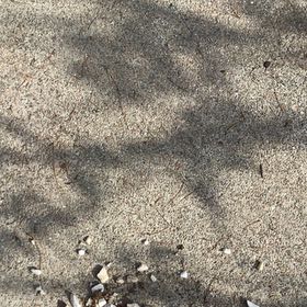 Photo of the plant species Desert Christmas Tree by @AdaptablePeanut named Denali on Greg, the plant care app