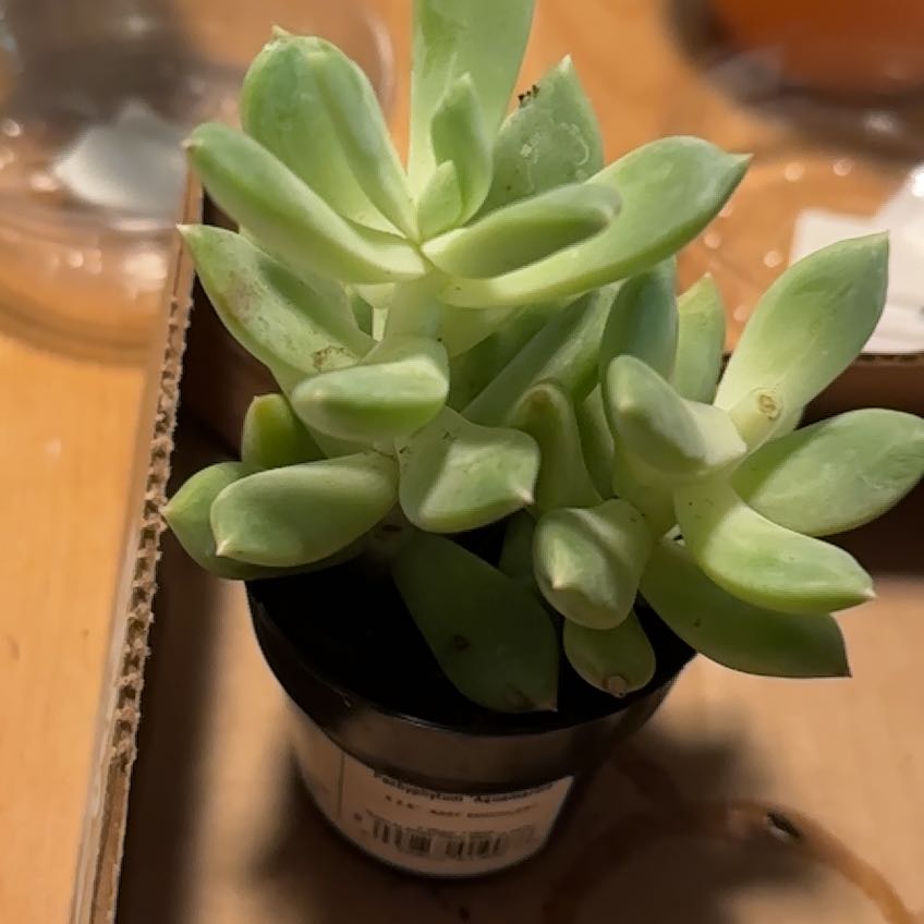 Pachyphytum 'Aquamarine' succulent in a small pot, appears healthy.