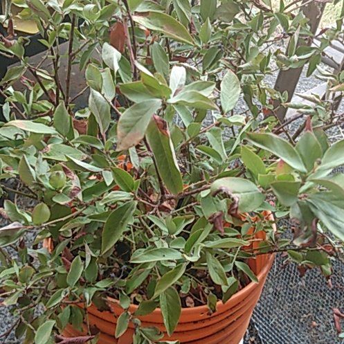 Photo of the plant species Blueberry Goldtraube by @DynamoChuparosa named Kendall on Greg, the plant care app