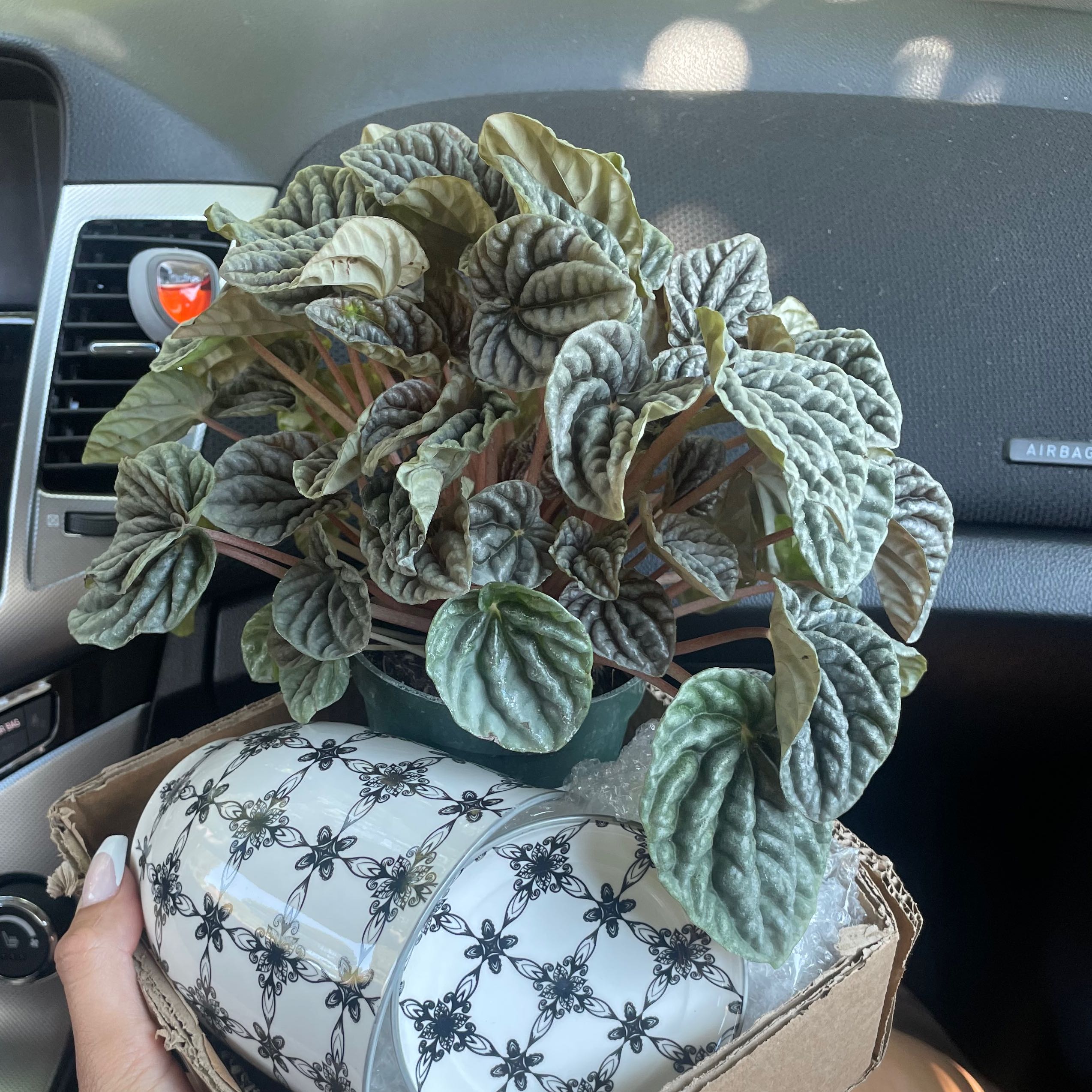 Photo of the plant species Peperomia 'Luna Grey' by @FunnyRiberry named Skippy John Jones on Greg, the plant care app