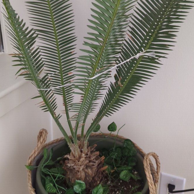 Photo of the plant species Dioon edule by @ShrewdSnowrose named Bella on Greg, the plant care app
