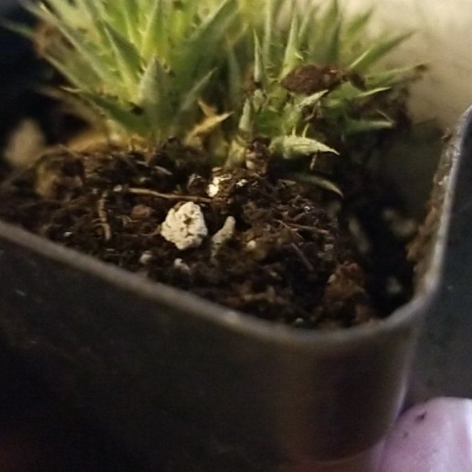 Photo of the plant species Deuterocohnia brevifolia by @CheerfulTievine named Harry on Greg, the plant care app