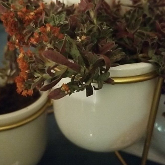 Photo of the plant species Crassula picturata by @CheerfulTievine named Sherlock on Greg, the plant care app