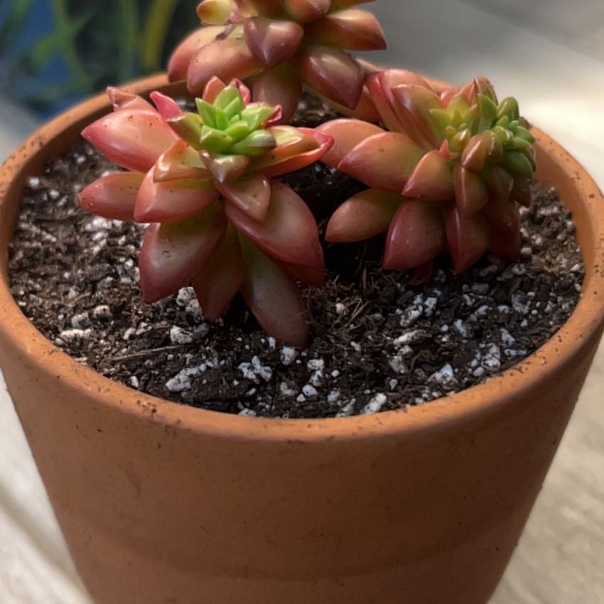 Sedum adolphi 'Shooting Stars' plant in a terracotta pot with visible soil.