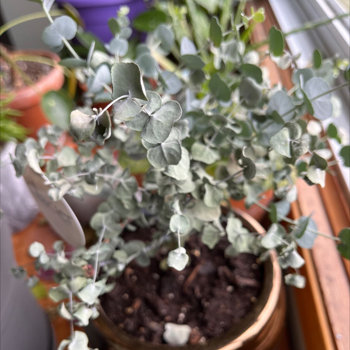 A thriving Silver Dollar Tree plant in a terracotta pot, with round silver-green leaves in excellent condition and no signs of health issues.