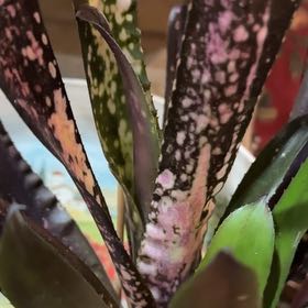 Photo of the plant species Billbergia 'Hallelujah' by @SummeryZinnia named Bella on Greg, the plant care app