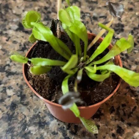 Photo of the plant species Dente Fly Trap by @SummeryZinnia named Sol on Greg, the plant care app