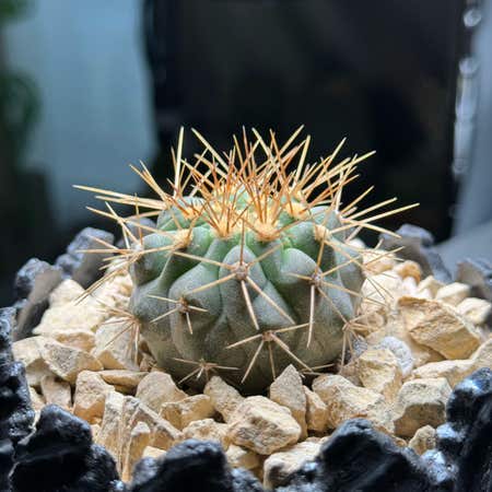 Photo of the plant species copiapoa haseltoniana by @laterisers named Hass on Greg, the plant care app