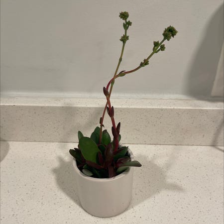 Photo of the plant species Crassula Platyphylla by @iriebliss named Beckham on Greg, the plant care app