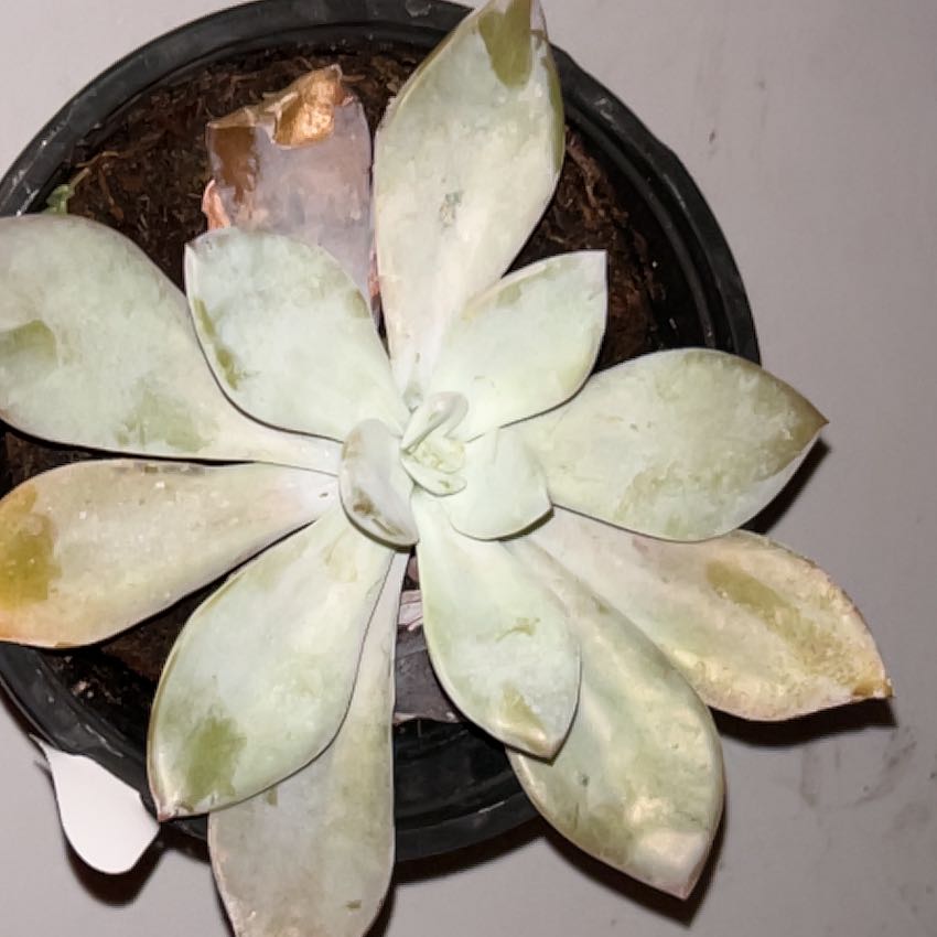 Photo of the plant species Graptoveria 'Platinum' by @PoeticWaxflower named Ronaldo on Greg, the plant care app
