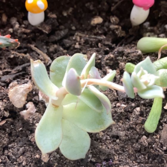 Photo of the plant species Graptopetalum 'Purple Haze' by @MaximalCebenese named Dingleberry on Greg, the plant care app