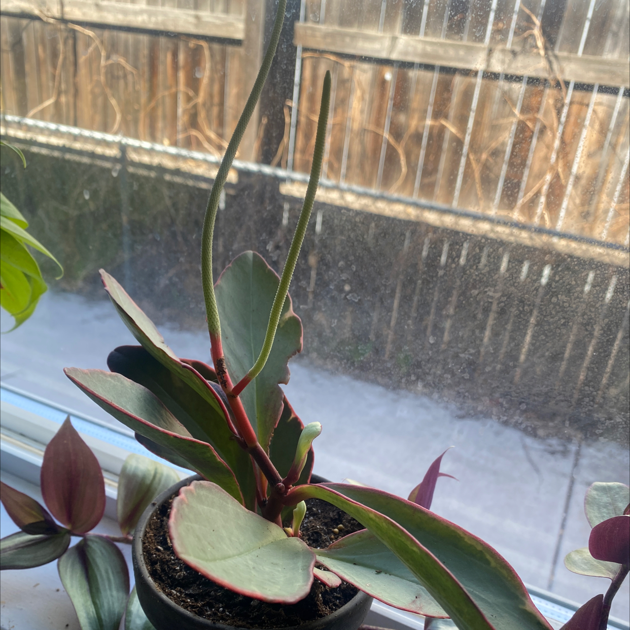 Variegated Baby Rubber Plant on a windowsill, healthy with variegated leaves.