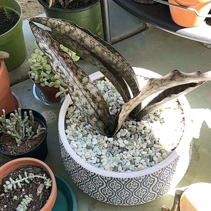 Photo of the plant species Coppertone Snake Plant by @DesignerTawa named Peter Parker on Greg, the plant care app