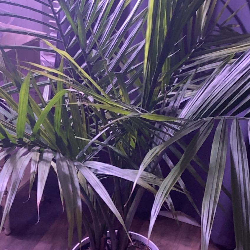 Close-up of a healthy, large potted Kentia palm with long arching green fronds, against a dark purple background.
