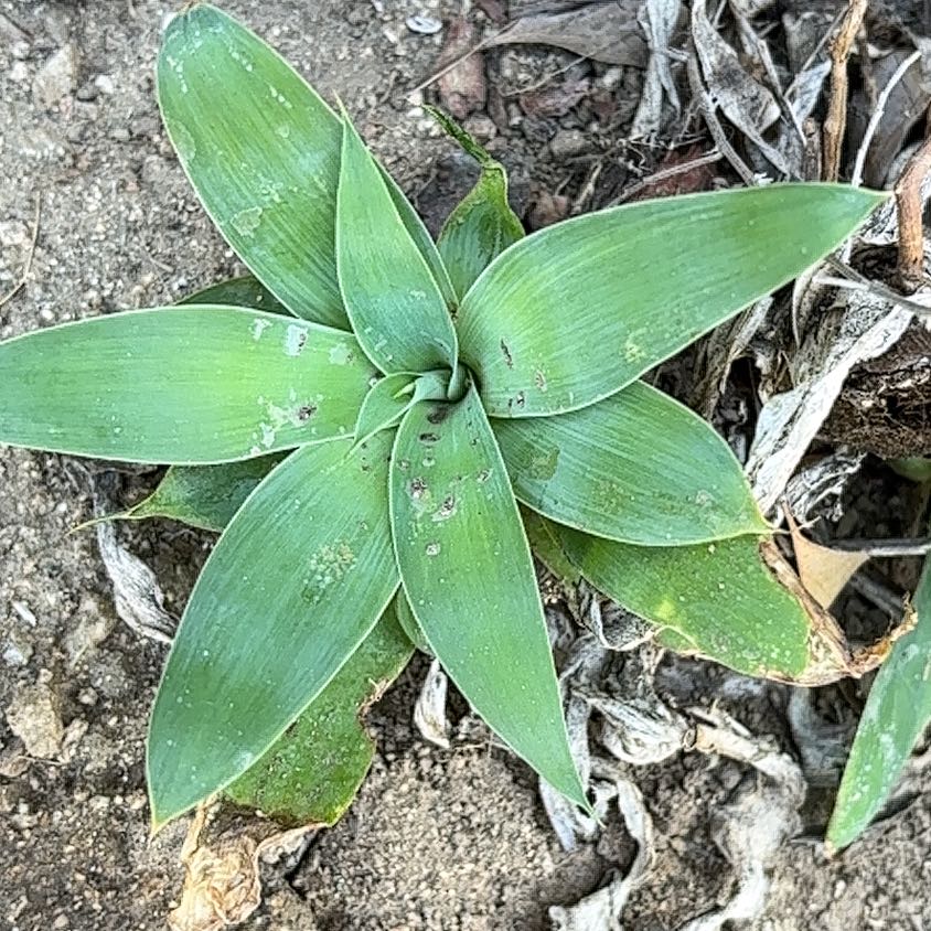 Photo of the plant species False Aloe by @JubilantRedrose named Oscar on Greg, the plant care app