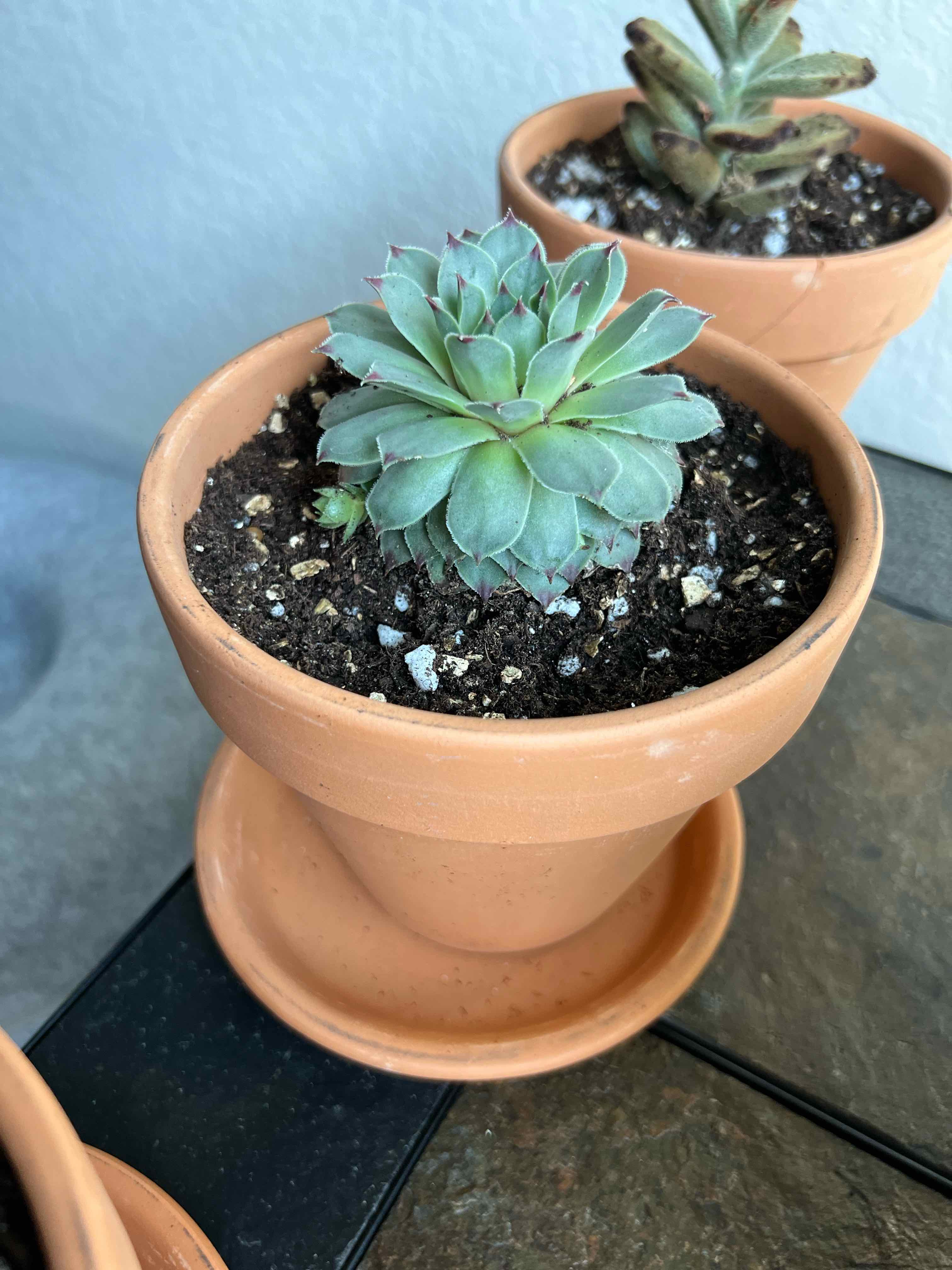 Sempervivum calcareum plant in a terracotta pot with visible soil, appears healthy.