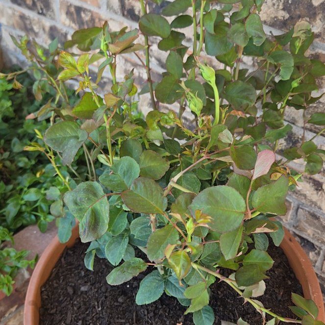 Photo of the plant species Pascali Rose by @LegitCowvine named Curie on Greg, the plant care app