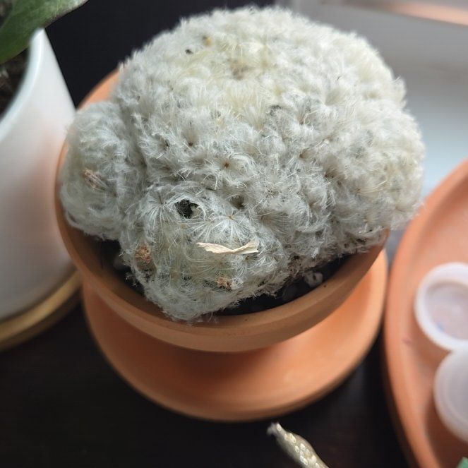 Photo of the plant species Feather Cactus by @LegitCowvine named Bella on Greg, the plant care app